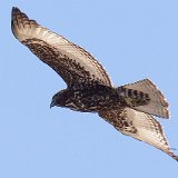 13SB1142 Harlan's Hawk Dark Morph